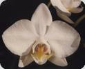 Phal. Miramanee